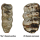 Mammoth teeth, with the newly identified species represented on the left.